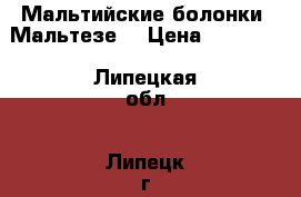 Мальтийские болонки (Мальтезе) › Цена ­ 13 000 - Липецкая обл., Липецк г. Животные и растения » Собаки   . Липецкая обл.